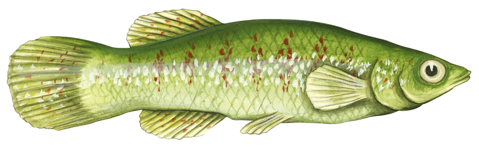 Fondule - Topminnow (Fundulus chrysotus)
