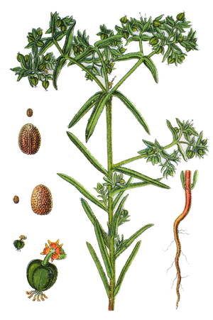 Euphorbia exigua L., Dwarf spurge.