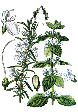 left: rosemary, Rosmarinus officinalis. right: Lemon balm, Melissa officinalis
