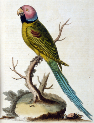 Watercolour illustration from a book of rare birds by G Edwards 1750. George Edwards (1694-1773) was a British naturalist and ornithologist. He travelled extensively through Europe, studying natural history and birds in particular. He gained some recognit