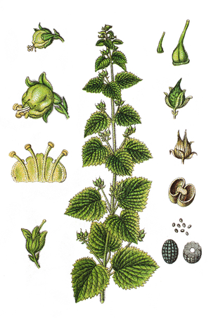 Yellow Figwort, Scrophularia vernalis