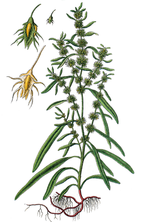 golden dock, bristle dock or seashore dock, Rumex maritimus