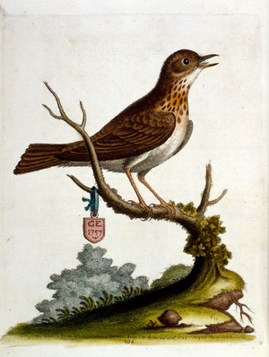 Watercolour illustration from a book of rare birds by G Edwards 1750. George Edwards (1694-1773) was a British naturalist and ornithologist. He travelled extensively through Europe, studying natural history and birds in particular. He gained some recognit