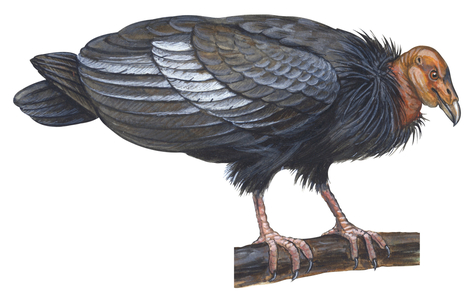 Condor de Californie - California condor (Gymnogyps californianus)