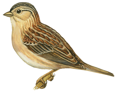 Bruant sauterelle - Grasshopper sparrow (Ammodramus savannarum)