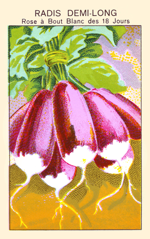 Radis Demi-Long Rose a Bout Blanc des 18 Jours : 18 Day Semi Long White Rose radish