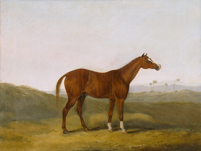 Cole Arabian in an Indian Landscape