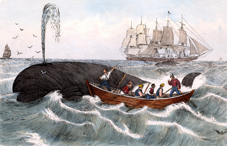 Harpooning a whale, 19th century (engraving)