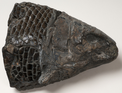 Fossil fish head called Lepidotus semiserratus, from Upper Lais, Whitby, UK, approximately 170 million years old (photo)