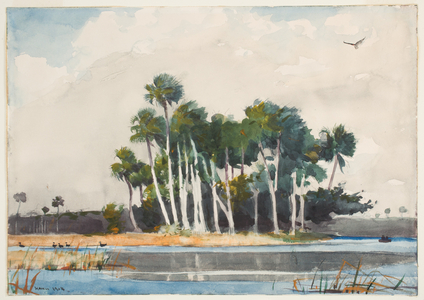 The Turkey Buzzard (w/c over graphite on paper)