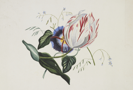 Flowers, c.1860s-90s (w/c on paper)