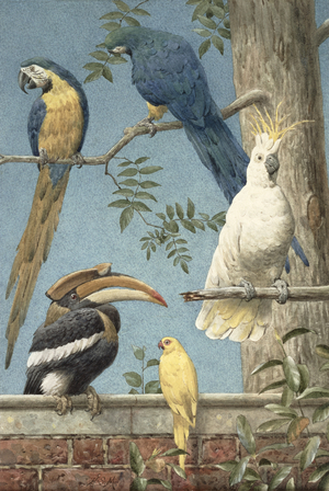 Macaws (watercolour on paper)