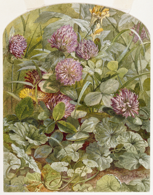 Red Clover with Butter-and-Eggs and Ground Ivy, 1860 (pencil & watercolour on paper)