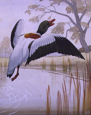 Mallard (w/c on paper)