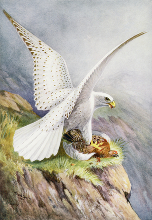 Greenland Falcon, supplement to the Shooting Times and British Sportsman Summer Number, 1926 (colour litho)