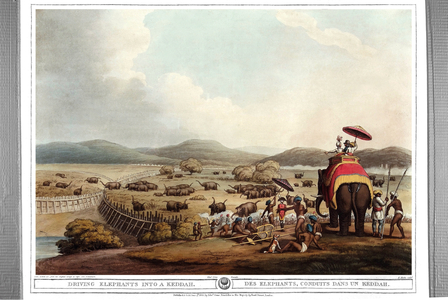 Elephants drove into a Keddah. Engraving by Samuel Howett (1756-1822) in “” Oriental field sports”” by Thomas Williamson (on hunts in the British Indies in the 19th century) in 1807