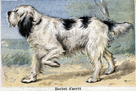 Hunting Dog: Stop Barbet