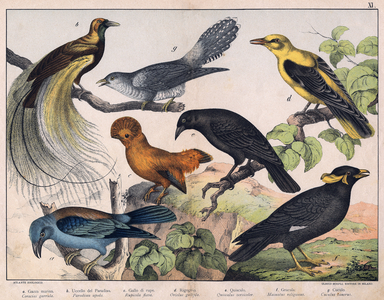 Illustration for “Natural History of birds"”, ed. Hoepli, Milan, 1873.