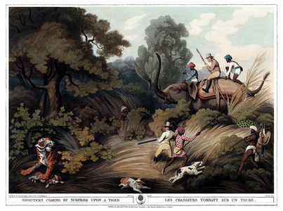 Hunters falling on a tiger. Engraving by Samuel Howett (1756-1822) in “” Oriental field sports”” by Thomas Williamson (on hunts in the British Indies in the 19th century) in 1807