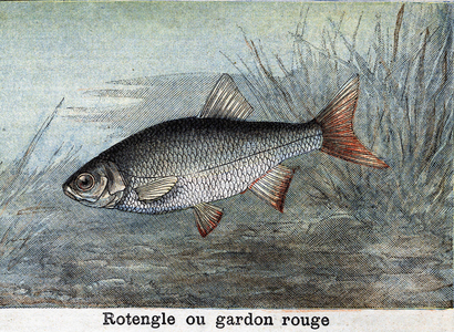 Rotengle or red roach Engraving from 1898