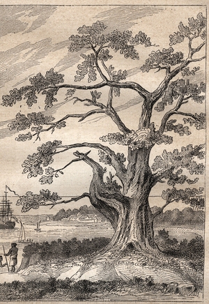 Third voyage (1776-1779) by Captain James Cook (1728-1779): tree under which Cook observed the passage of Venus - illustration taken from “The Great Mariners of the 18th century””, 1879 - 1 of the 3 volumes of the “Histoire generale des grands voyages et des grands voyageurs” by Jules Verne