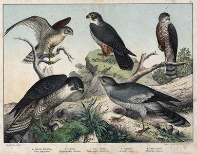 Diverses illustration of birds “History” natural birds”. ed. Hoepli, Milan, 1873  (print)