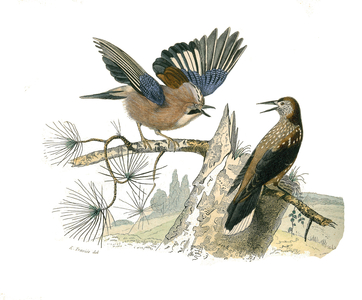 Illustration from "Complete works of Buffon" written by naturalist Georges Louis Leclerc, 19th century (engraving)