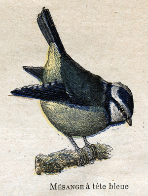 Birds Useful to Agriculture: Blue-headed Meanange
