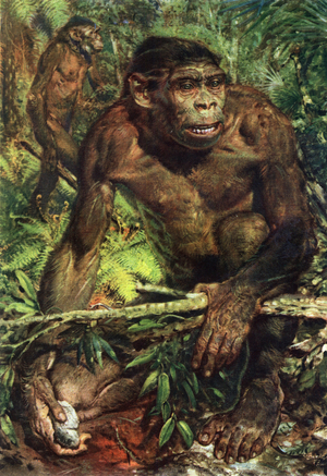 Java Man (Homo erectus erectus) - Pithecanthrope in the island of Java - in “” Prehistoric Men”” (drawing)