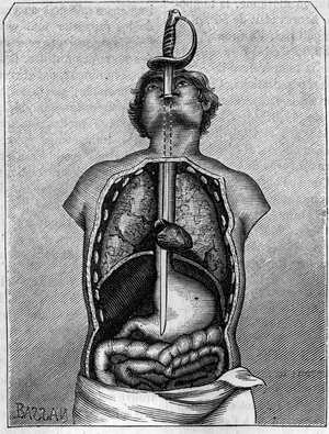 Position occupied by the blade in the body of a swallow. Engraving in “” La Nature: revue des sciences et de leurs applications aux arts et a l'industrie”” of 21 July 1883.