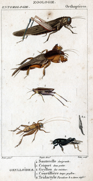 Natural history board. Entomology. Family of orthopteres. Grylloides: 4. Emigrating grasshopper; 5. Grasshopper two points; 6. Gryllon from the kitchens; 7. Gryllon mole broth; 8. Tridactyl paradox; 8a. inferior tarsus.