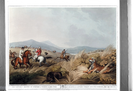 Boar hunters falling on a tigress with her little ones. Engraving by Samuel Howett (1756-1822) in “” Oriental field sports”” by Thomas Williamson (on hunts in the British Indies in the 19th century) in 1807