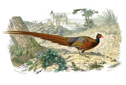 Illustration from "Complete works of Buffon" written by naturalist Georges Louis Leclerc, 19th century (engraving)