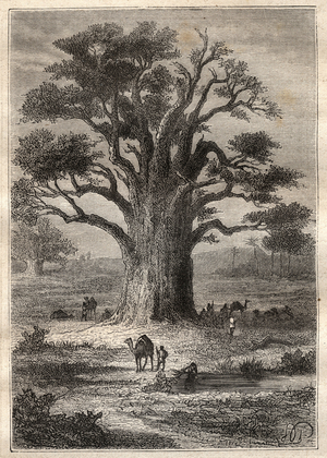 Journey (1798) by Frederic Conrad (Konrad) Hornemann (1772-1801) to Fezzan (Libya): a baobab - illustration taken from “” The Great Mariners of the 18th century”””, 1879 - 1 of the 3 volumes of the “Histoire generale des grands voyages et des grands voyageurs” by Jules Verne