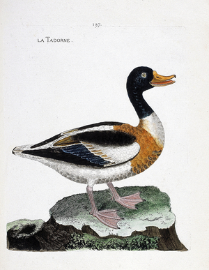 Zoological chart (ornithology): tadorne (tadorne de belon or tadorna tadorna). Illustration in “The History of the Birds, Painted in Their Appearing and Sensitive Aspects” by Francois Nicolas Martinet (1731-1800). Private collection.