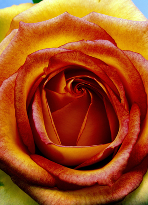 Still life of a heart of yellow rose (photo)