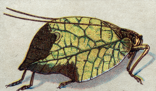 Entomology: representation of a wandering leaf, insect series, beg of 20th century (chromo)