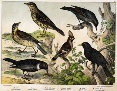 Diverses illustration of birds “History” natural birds”. ed. Hoepli, Milan, 1873 (engraving)