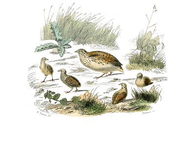 Illustration from "Complete works of Buffon" written by naturalist Georges Louis Leclerc, 19th century (engraving)
