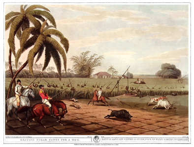 Beaten in the sugar canes to bring out a boar. Engraving by Samuel Howett (1756-1822) in “” Oriental field sports”” by Thomas Williamson (on hunts in the British Indies in the 19th century) in 1807