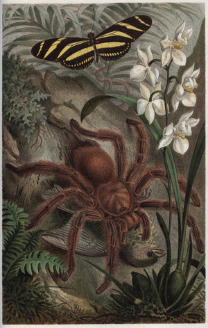 Mygalomorphae (Orthognatha) - engraving from “” Brehm's Life of Animals” by Alfred Edmund Brehm (1829-1884)