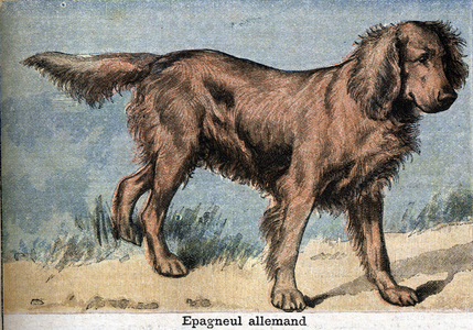 Hunting dog: German spaniel