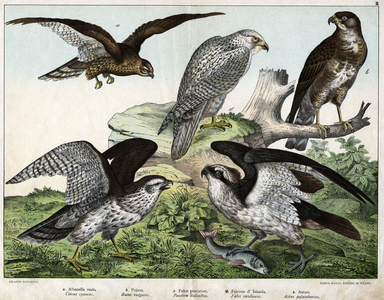 Illustration by “Natural History of Birds”, ed. Hoepli, Milan, 1873 (engraving)