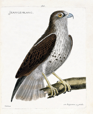 Zoological chart (ornithology): Jean-le-Blanc or Jean le Blanc (circaete Jean Le Blanc or circaetus gallicus) on a branch. Illustration in “The History of the Birds, Painted in Their Appearing and Sensitive Aspects” by Francois Nicolas Martinet (1731-1800). Private collection.