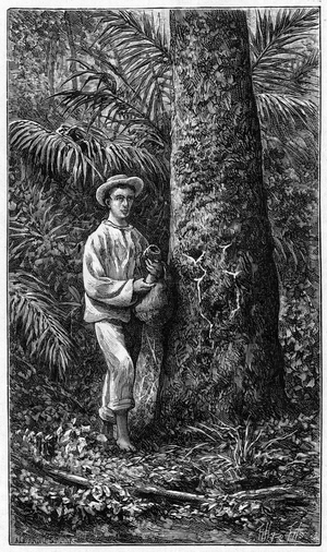 Hevea trunk cut and bearing the Latex Tigelinhas.