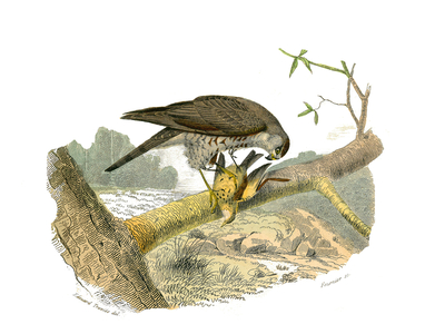 Illustration from "Complete works of Buffon" written by naturalist Georges Louis Leclerc, 19th century (engraving)