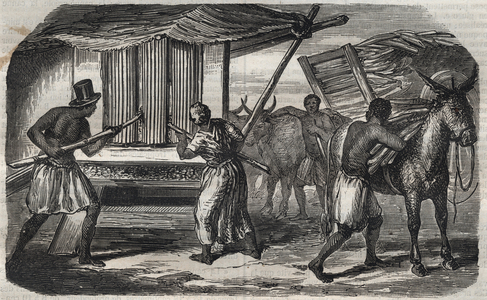 Sugar manufacturing: a sugar cane mill in a sugar factory in the West Indies. Engraving from 1859.
