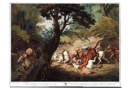 A tiger grabbing an ox in a trail. Engraving by Samuel Howett (1756-1822) in “” Oriental field sports”” by Thomas Williamson (on hunts in the British Indies in the 19th century) in 1807