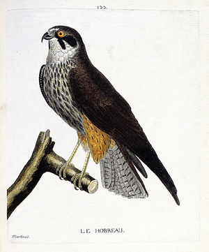 Zoological chart : the hobreau on a branch, 18th century (engraving)