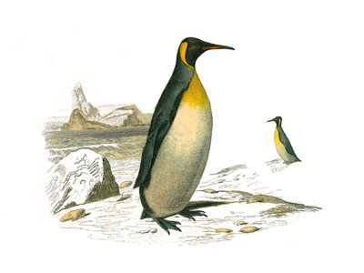 Illustration from "Complete works of Buffon" written by naturalist Georges Louis Leclerc, 19th century (engraving)